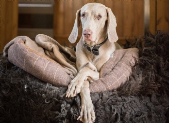 Dog-Friendly Escapes - Unique Escapes